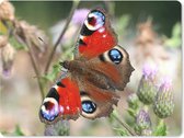 Muismat Dagpauwoog - Dagpauwoog vlinder muismat rubber - 23x19 cm - Muismat met foto