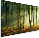 Schilderij - Prachtige ochtend in het bos, een echte eyecatcher, premium print