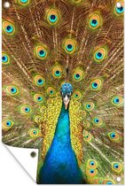 Tuinposters buiten Pauw - Vogel - Blauw - 60x90 cm - Tuindoek - Buitenposter