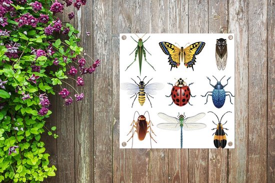 Posters de jardin Insectes - dessin - Ailes - 50x50 cm - Toile de ...