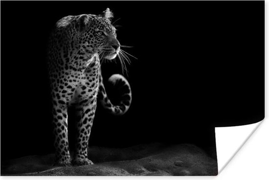 Affiche Léopard - Zwart - Wit - 180x120 cm XXL