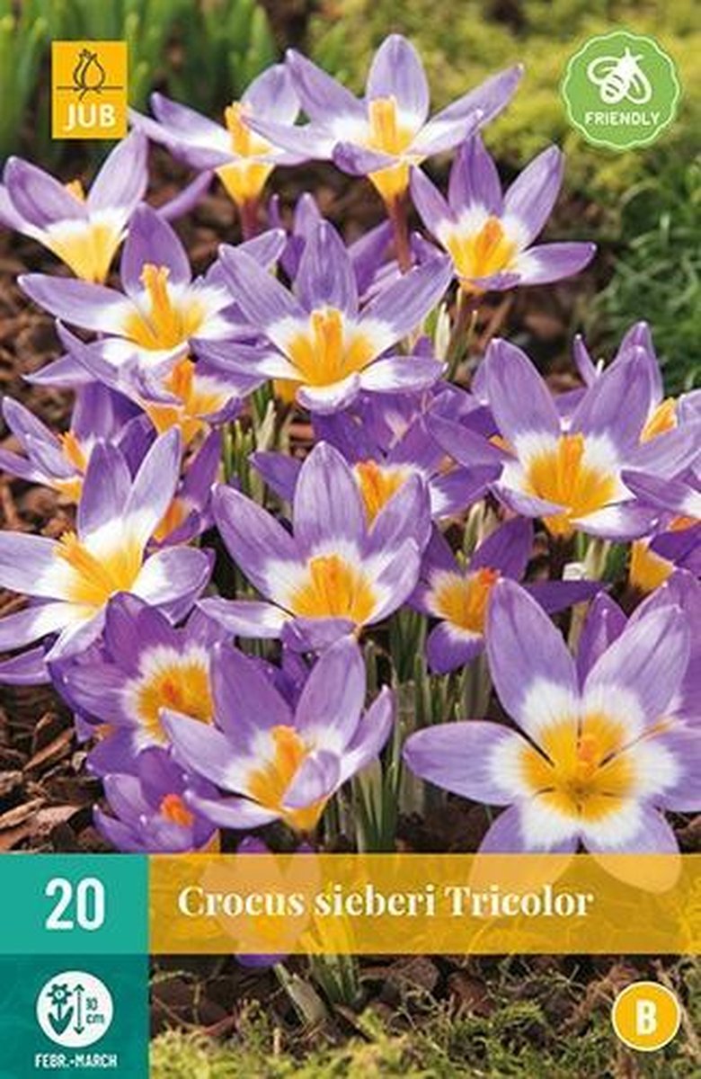 X 20 Crocus sieberi Tricolor