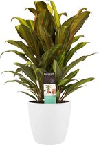 Hellogreen Kamerplant - Cordyline Kiwi toef - 60 cm - Elho Brussels White