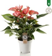 FloriaFor - Anthurium Livium Red - - ↨ 50cm - ⌀ 14cm