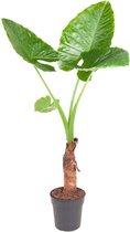 Kamerplant van Botanicly – Alocasia – Hoogte: 140 cm – Alocasia Macrorrhiza