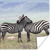 Poster Zebra - Knuffel - Savanne - 50x50 cm