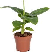 Musa 'Oriental Dwarf'| Bananenplant - Kamerplant in kwekerspot 12 cm - 25-35 cm