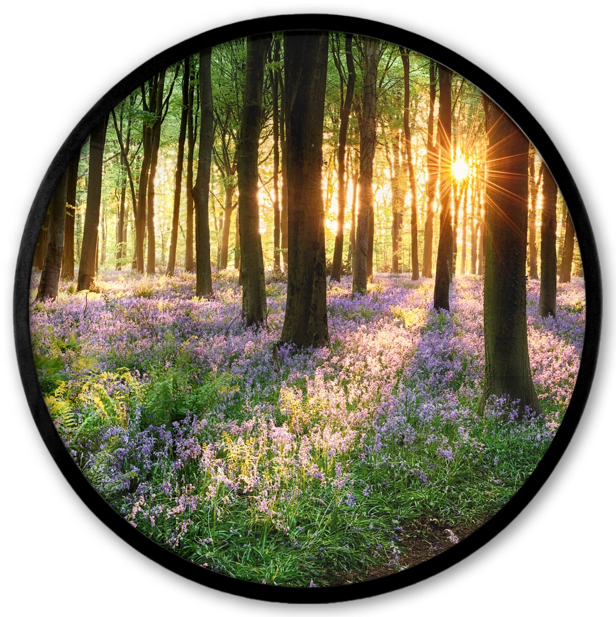 FrameYourWall Poster in lijst Rond - Fotolijst 40x40 cm - Posters - Bos - Bloemen - Lavendel - Zon - Paars - Natuur - Ronde posterlijst zwart - Decoratie - Wanddecoratie woonkamer - Muurdecoratie slaapkamer Groen