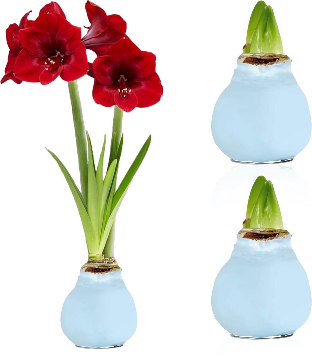 Amaryllis Bollen in Wax - Blue - Bloembollen - 2 stuks - Blauw - Bloem bollen - No Water Flower