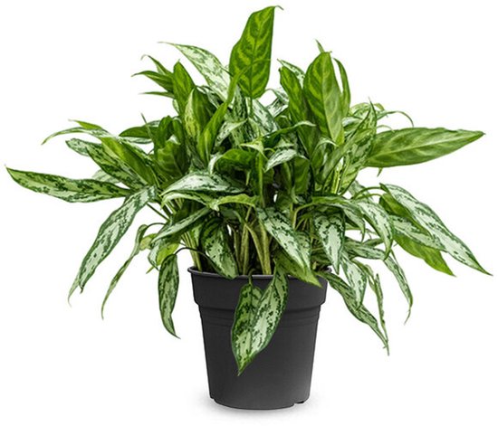 Aglaonema maria kopen