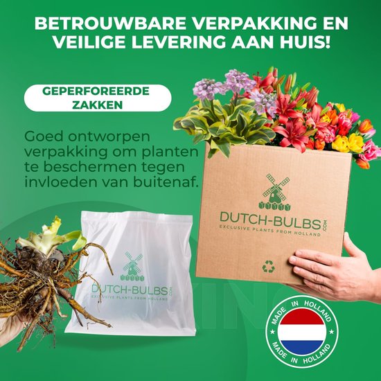 Verpakking met planten, bloemen en een doos van Dutch-Bulbs. Geknoopt met "Made in Holland".