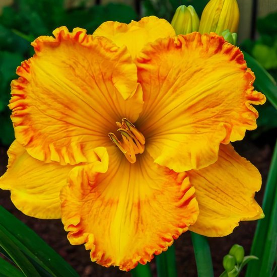 Gele daglelie met een rood-oranje rand en gerafelde bloemblaadjes.