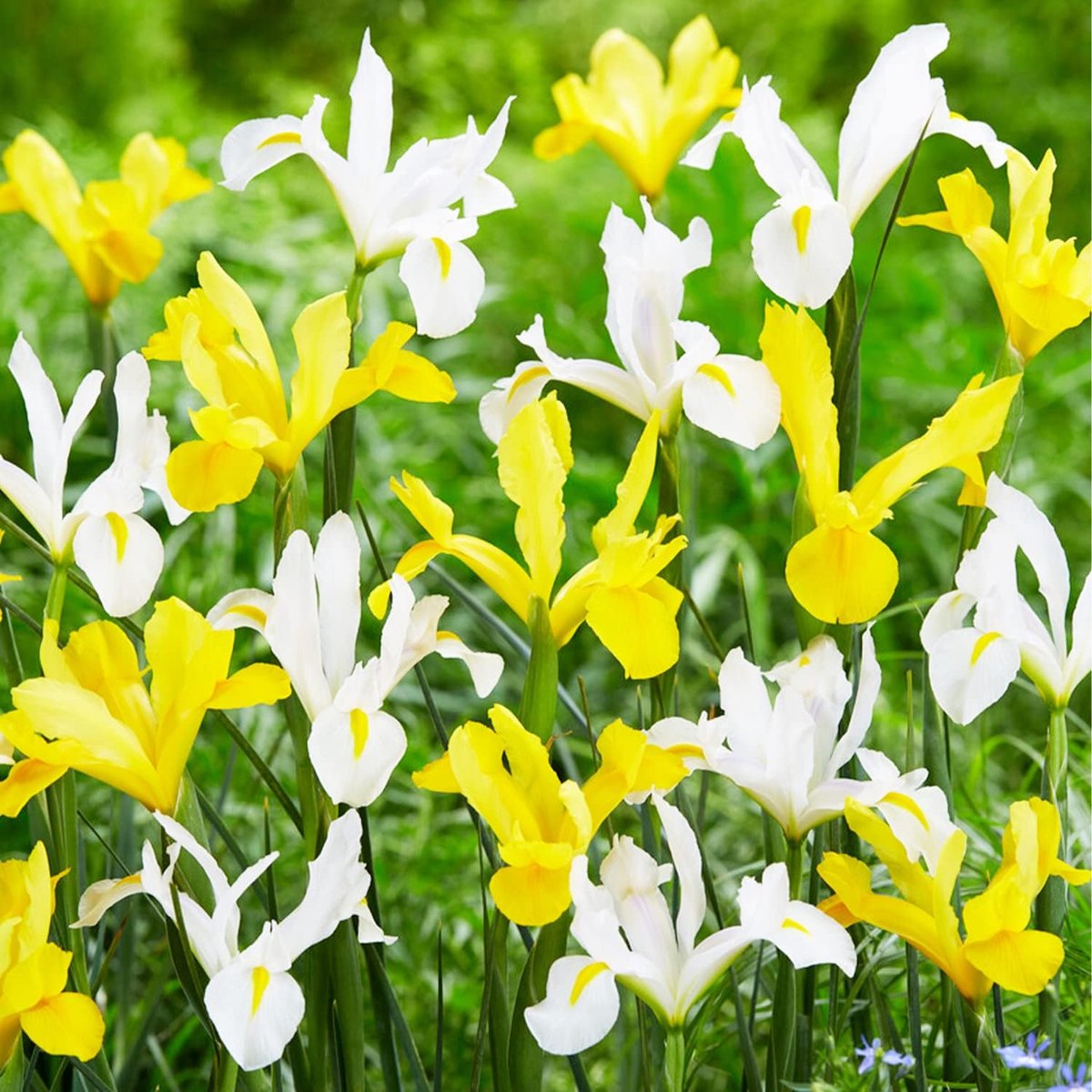Iris - Mix van 5 soorten - Bloembollen - 50 stuks - Meerkleurig - Bloem bollen - Meerjarig Mix