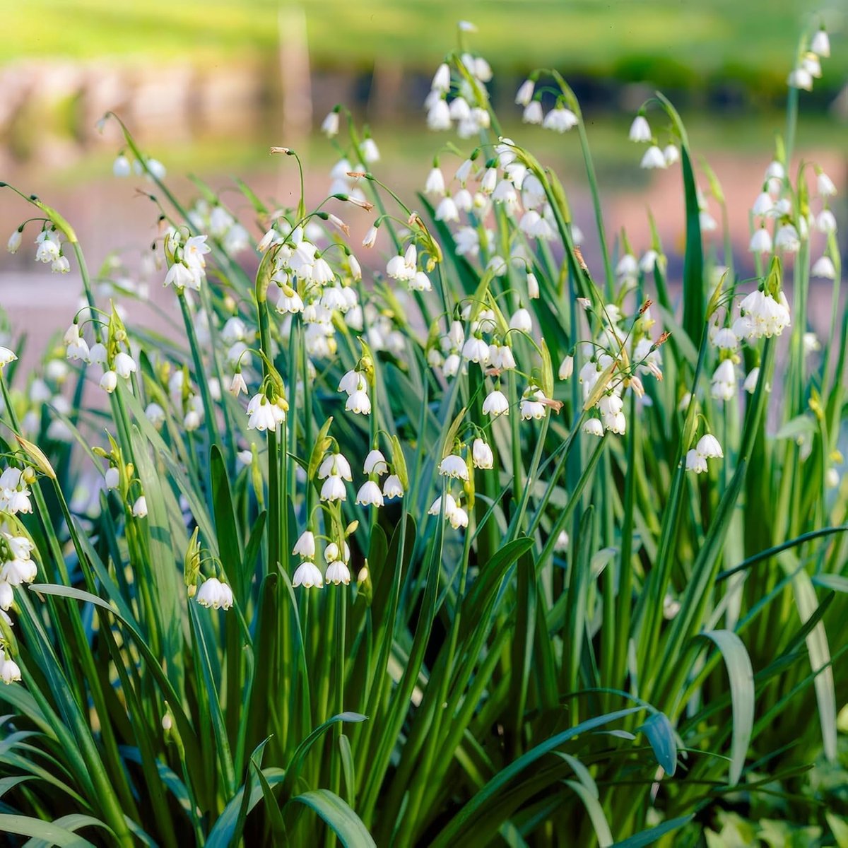 Zomerklokje Bloembollen - Leucojum Gravetye Giant - Bodembedekker - 50 stuks - Wit - Bloem bollen - Meerjarig Mix