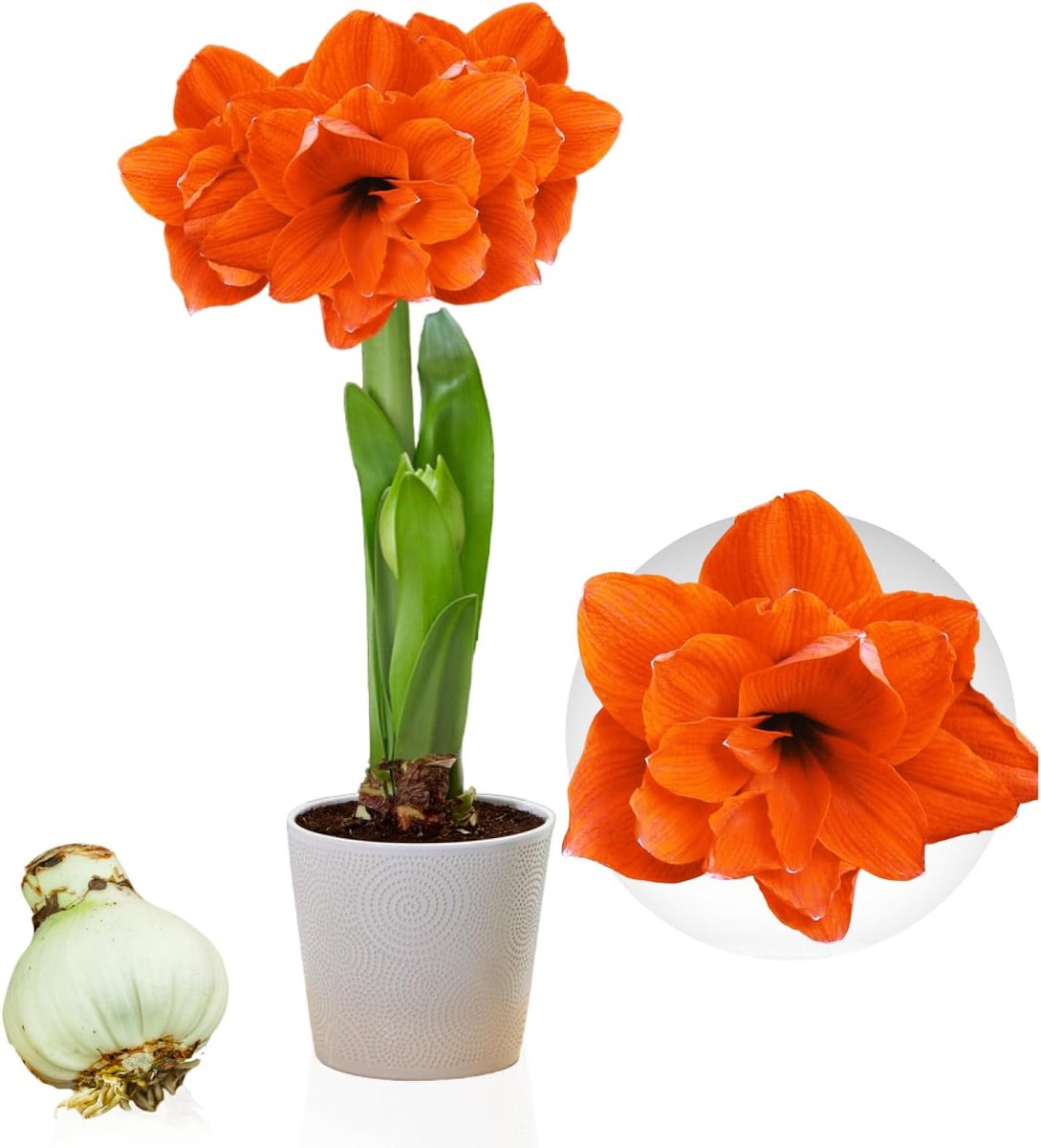 Amaryllis Bol - Double Orange - Bloembollen - 1 stuk - Oranje - Bloem bollen