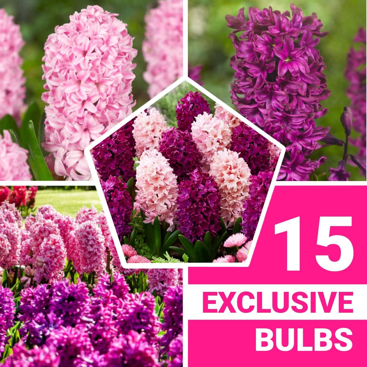 Hyacint Bloembollen Winterhard - Hyacinthus - Paars & Roze Mix - 15 stuks - Meerkleurig - Bloem bollen Mix Meerjarig