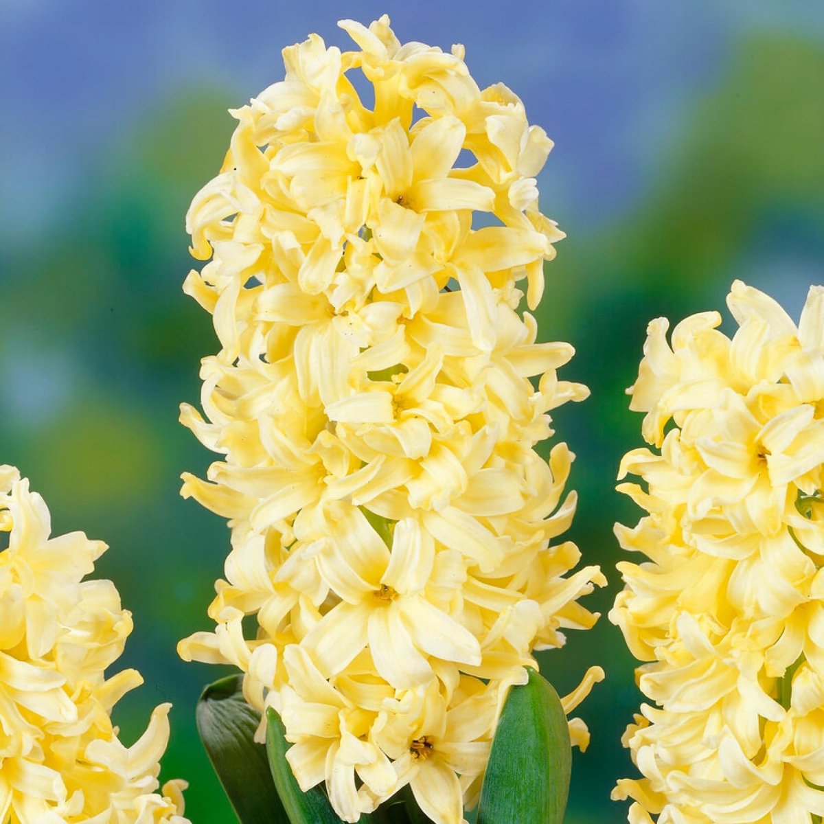 Hyacint Bloembollen Winterhard - Hyacinthus - Yellow Queen - 15 stuks - Geel - Bloem bollen Mix Meerjarig
