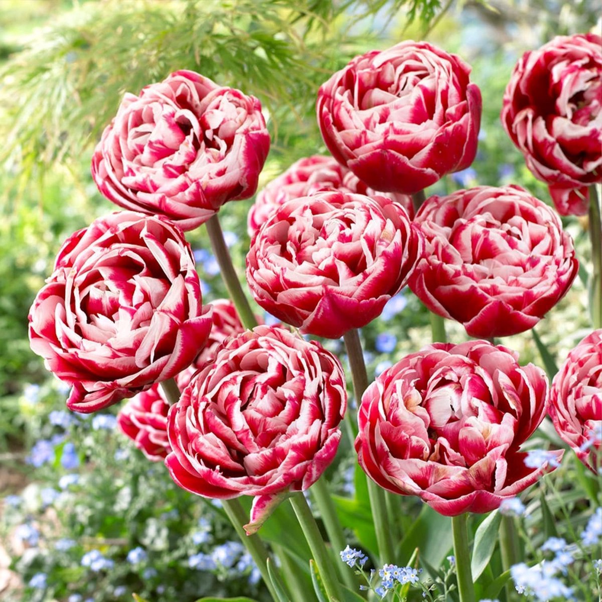 Tulpen Bloembollen Winterhard - Red-White Passion - 20 stuks - Rood & Wit - Bloem Bollen Mix - Tulpenbollen Meerjarig