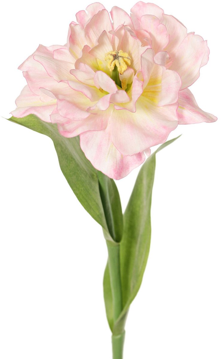 Top art - Tulp Tulipa parrot Garden art open 1 bloem dia. 13 cm 2...
