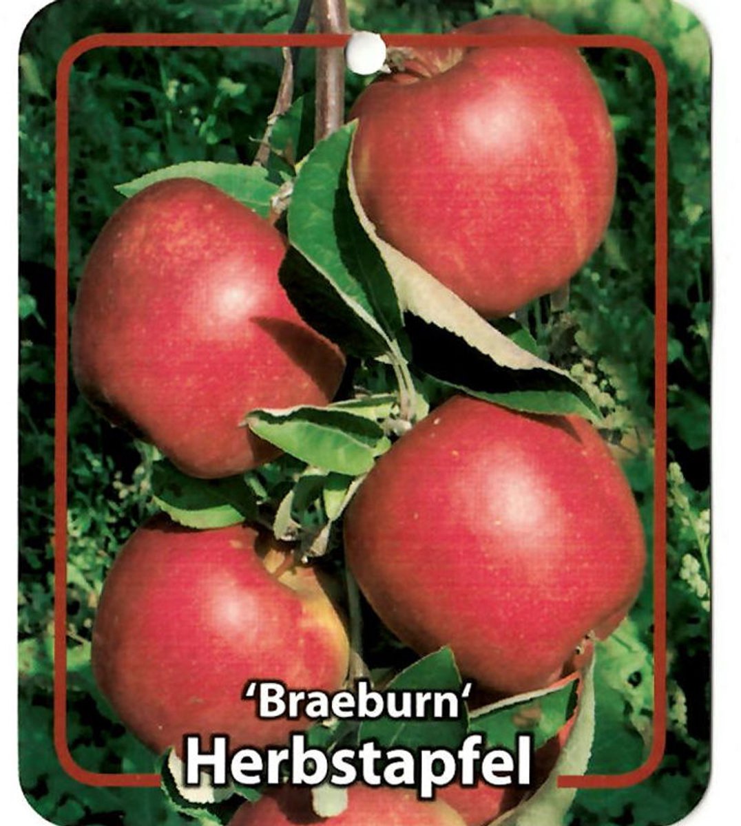 Oosterik home - Malus Domestica Braeburn