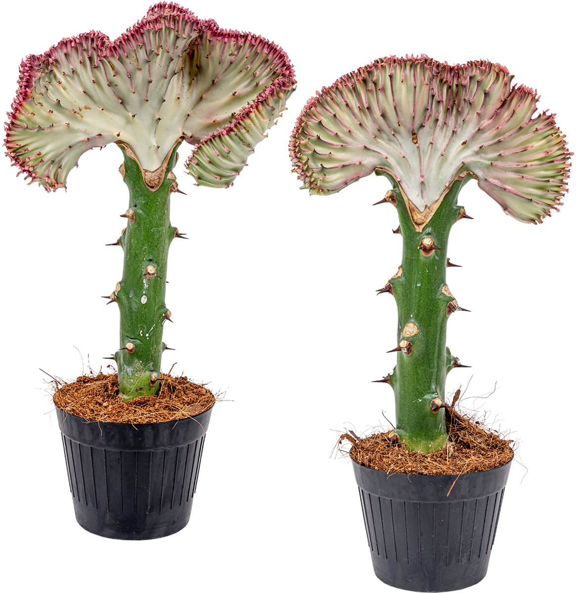 Bloomique - Set van 2 - Euphorbia Lactea Cristata - Hanekam Wolfsmelk - Kamerplanten - Luchtzuiverend - Diervriendelijk - Gemakkelijk in onderhoud - Hoogte 20-30 cm - Pot 11 cm