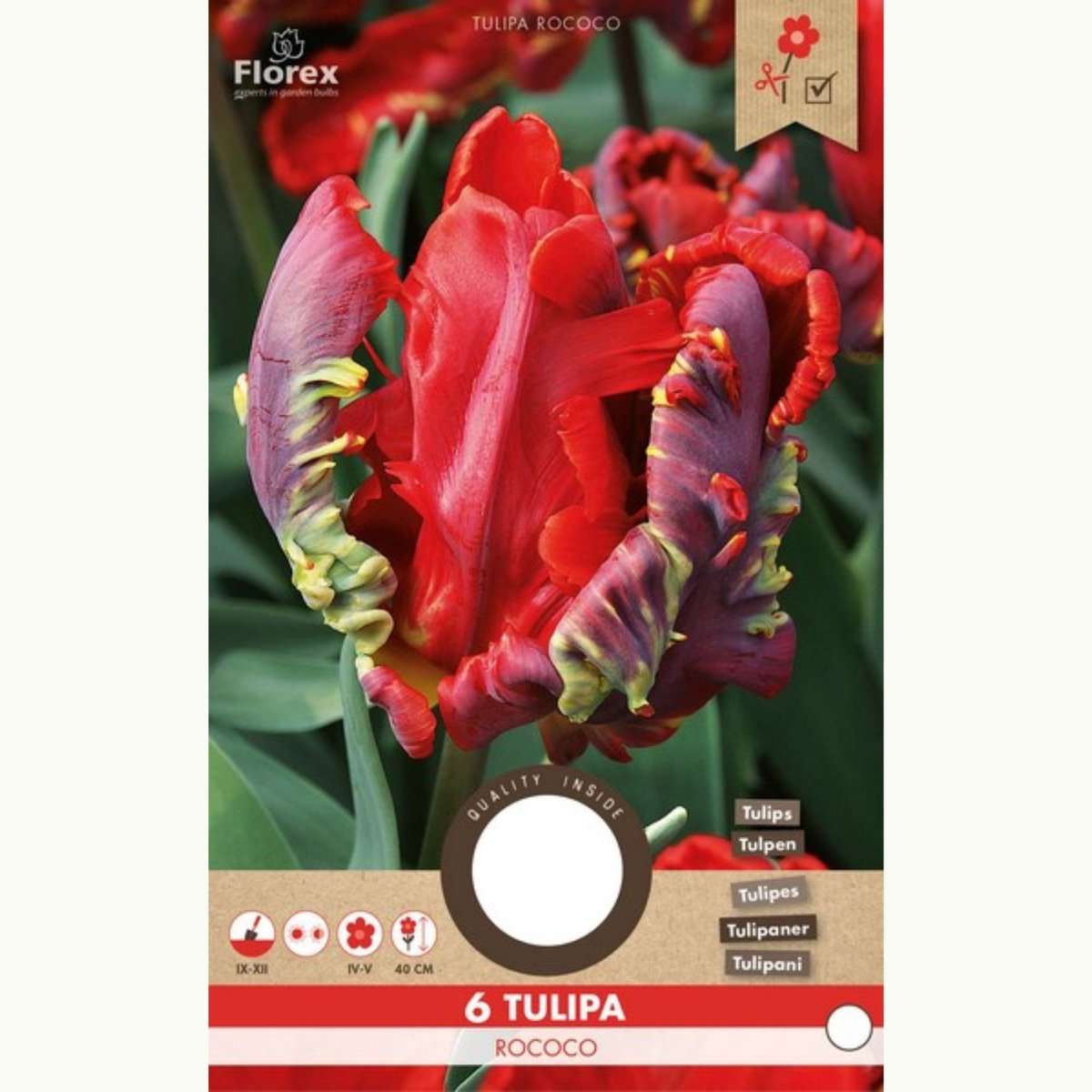 Parkiettulp (Tulipa xgesneriana Parrot Group) - Tulp Rococo - Tulipa - Bijen-Vlinders - Snijbloemen - Geurend - (Ook)-Voor in huis - Voorjaarsbollen