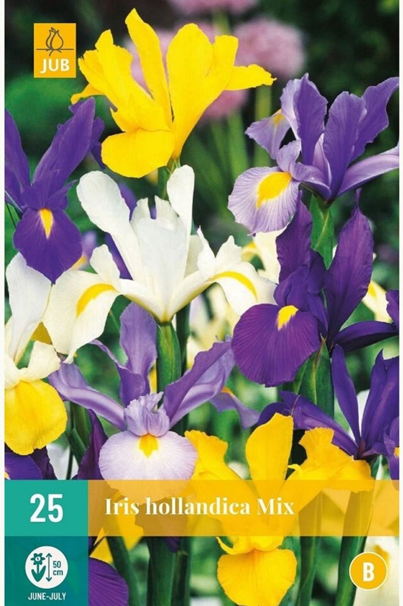 Hollandse iris (Iris Hollandica) - Mix - Snijbloemen - Voorjaarsbollen - Zomerbollen - bloeit in Mei / Juni / Juli / Augustus