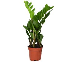 Zamioculcas Zamiifolia (ZZ-plant) Ø12cm - 40cm - (Ook)-Voor in huis - Groenblijvend - Vaste planten