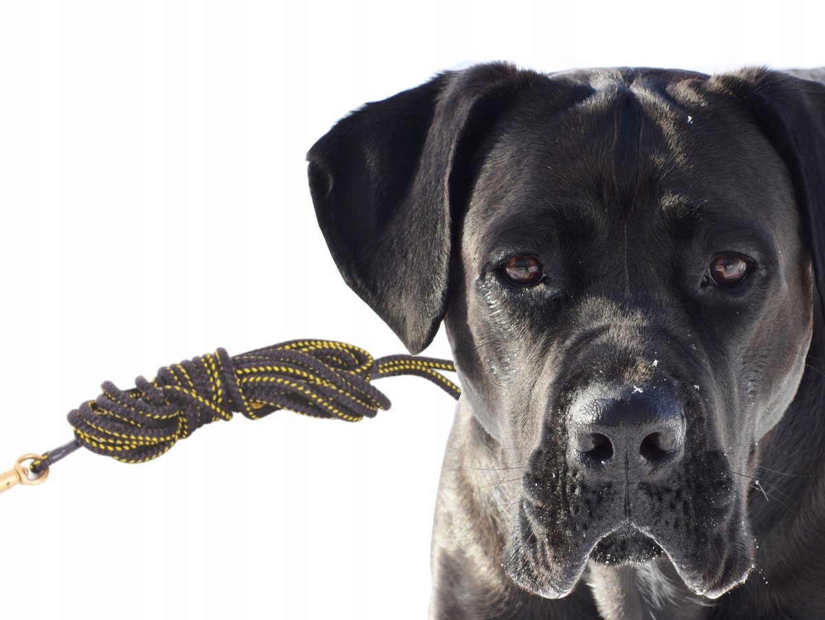 Dingo Zwarte/Gele Trainingslijn voor Honden - 14mm, 10m
