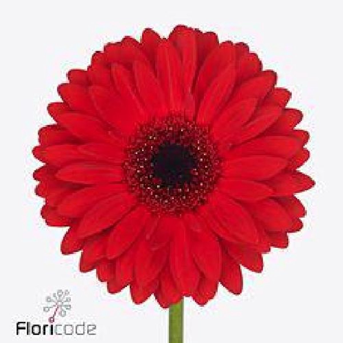 45x Gerbera beauty 70cm
