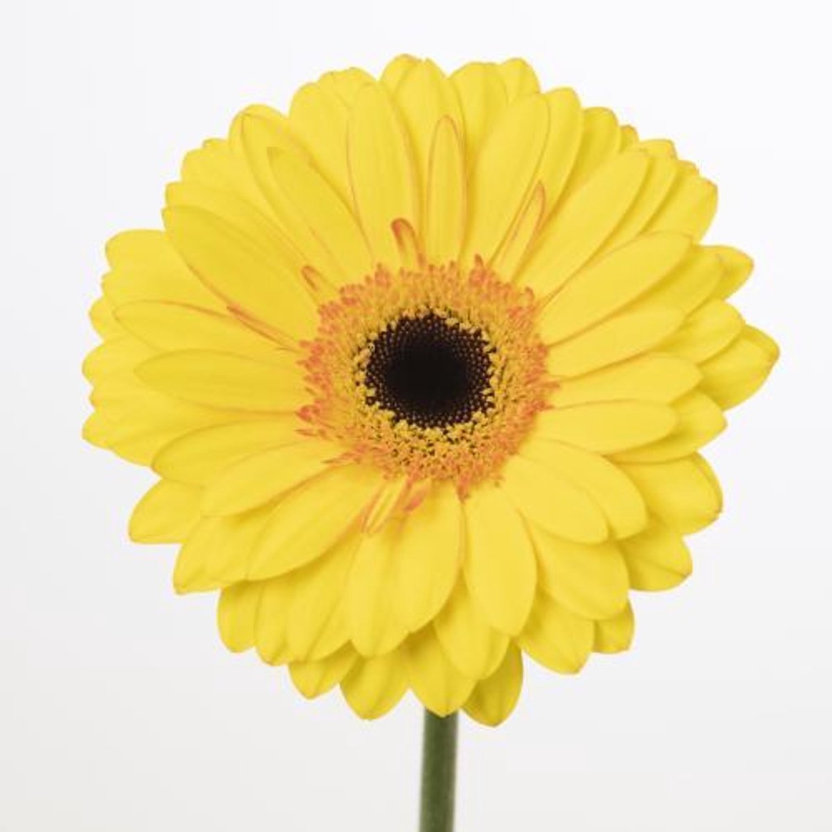 45x Gerbera apollo 70cm