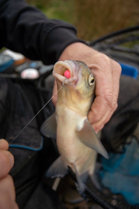 Sonubaits Spike'um Wafter 8mm Fluoro — afbeelding 3