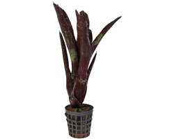 Aquafleur Neoregelia Hera Little Bright | In 5 cm pot