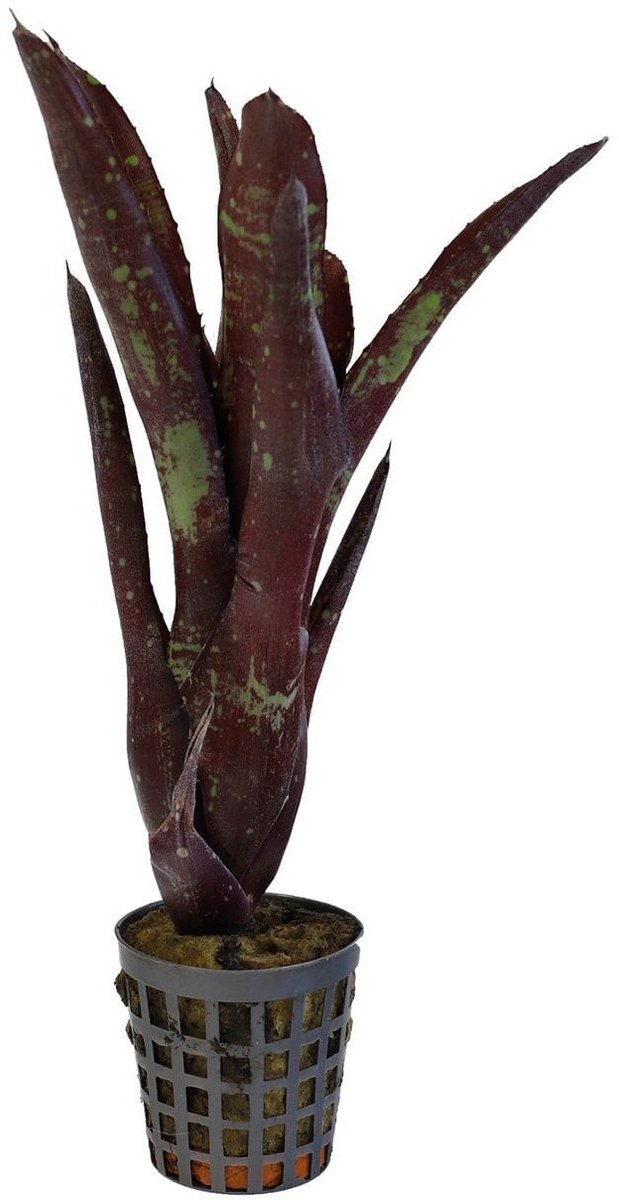 Aquafleur Neoregelia Hera Little Bright | In 5 cm pot