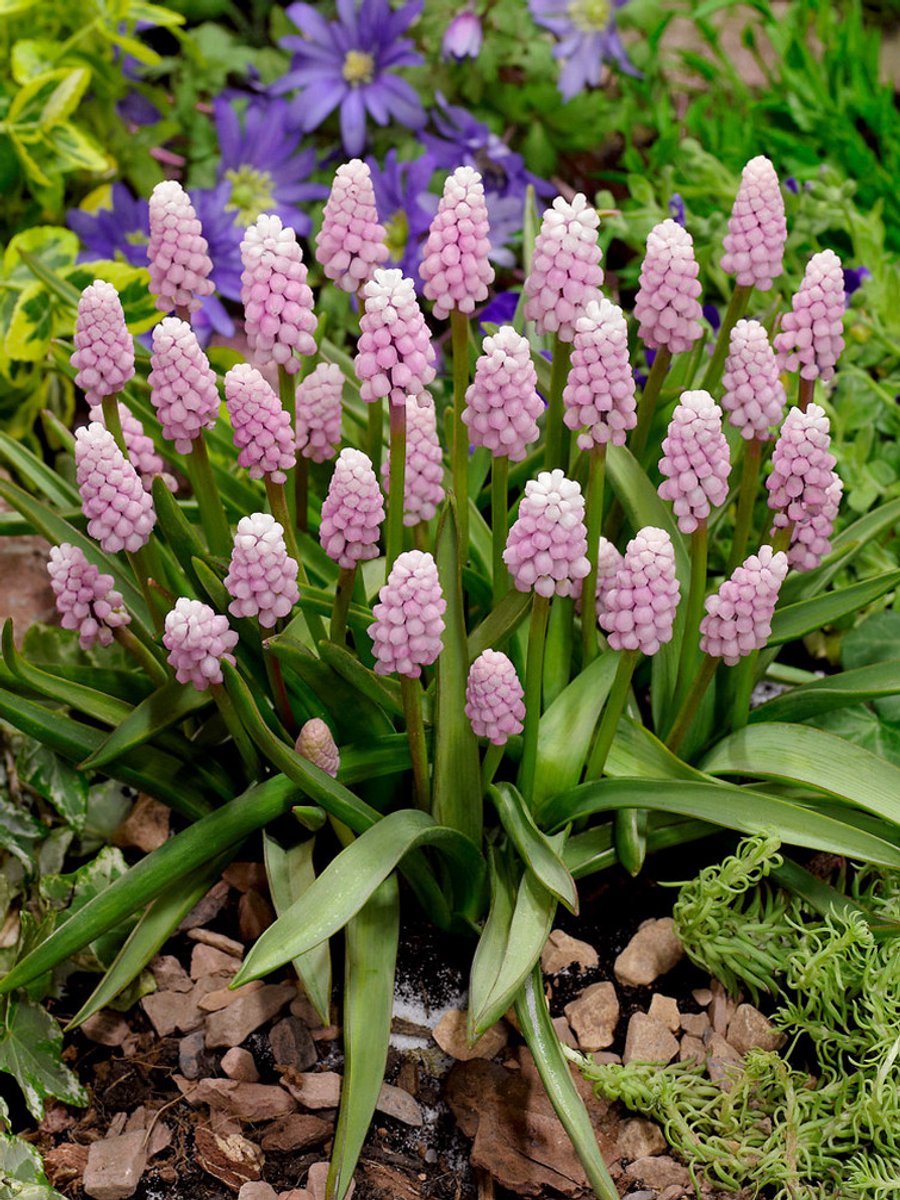 5x Blauwe druifjes 'Muscari pink sunrise' - BULBi® Bloembollen met bloeigarantie