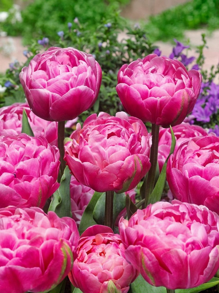 15x Tulpen 'Amazing grace' - BULBi® Bloembollen met bloeigarantie