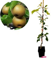 Nijisseiki nashipeer boom met een pot en een detailfoto van twee rijpe, goudbruine peren.