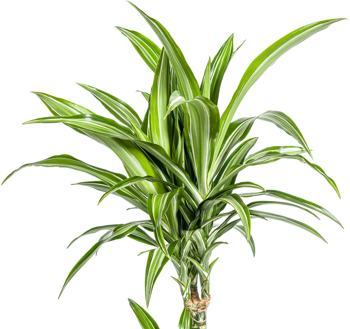 Dracaena Deremensis White Stripe Ø21cm - 100cm