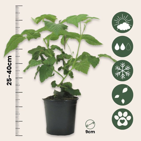 Groen struikje in pot, hoogte 25-40cm, 9cm potmaat. Symbolen voor zon, regen, sneeuw, bladeren en pootafdruk.