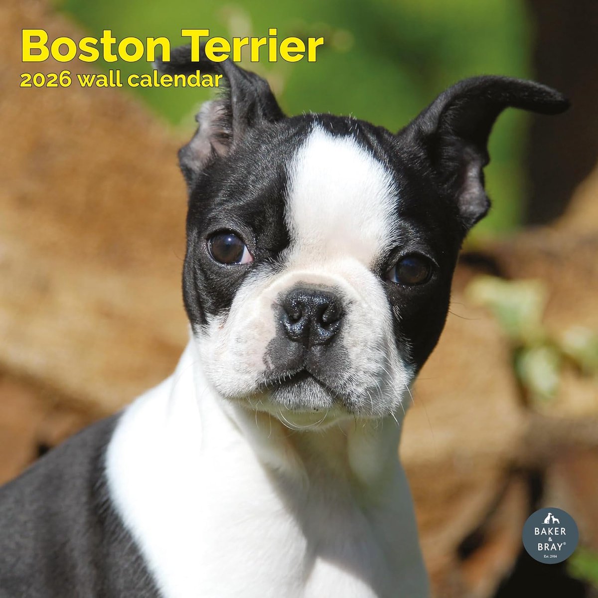 Boston Terrier Kalender 2027