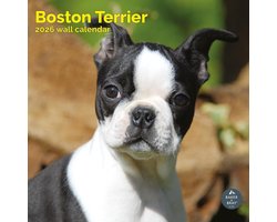 Boston Terrier Kalender 2027