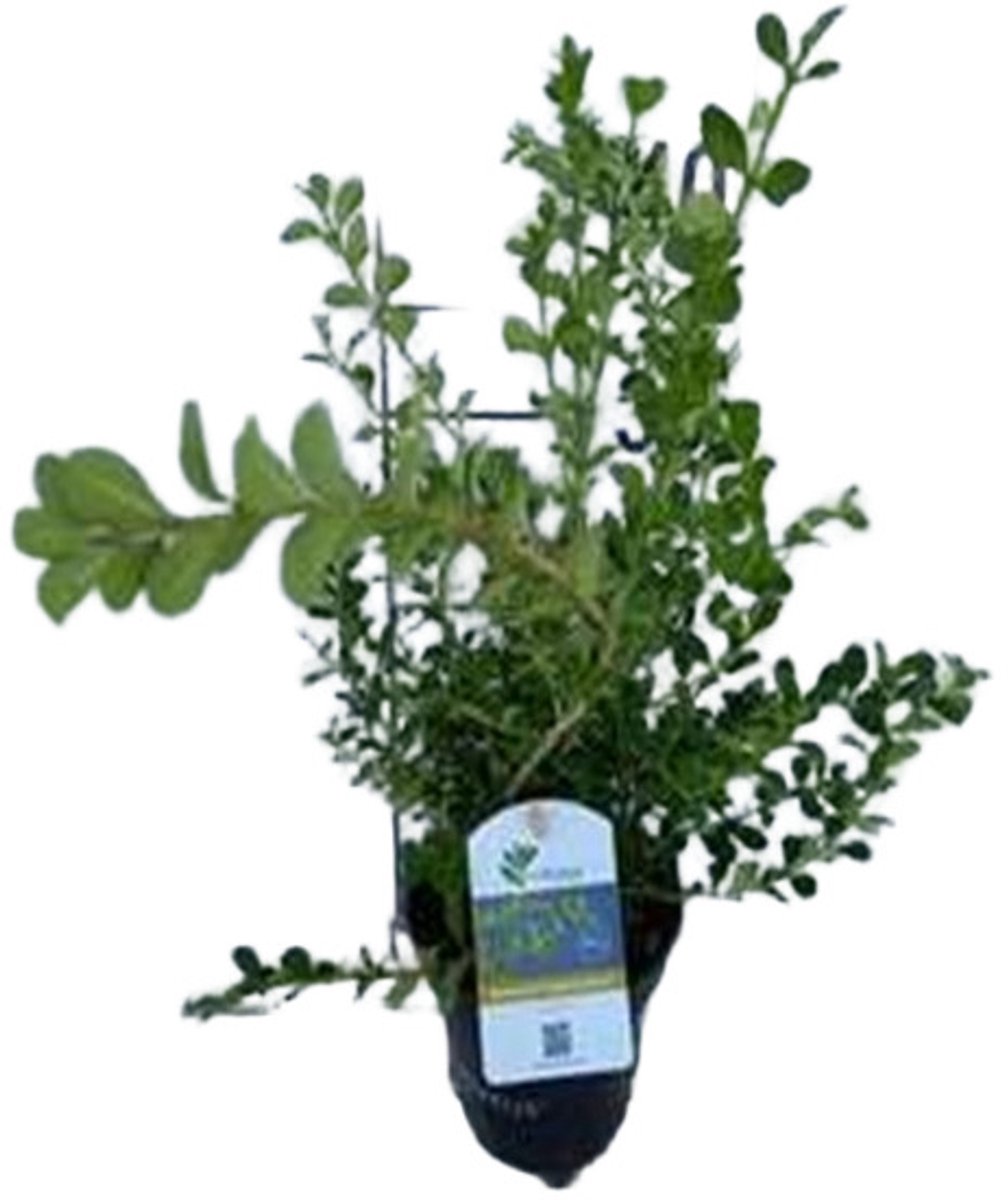 Betterbuxus 'Babylon Beauty' – 20-25cm – Wintergroene Heester – Compacte Groei – Meerjarig & Schimmelresistent – Ideaal voor Hagen & Borders