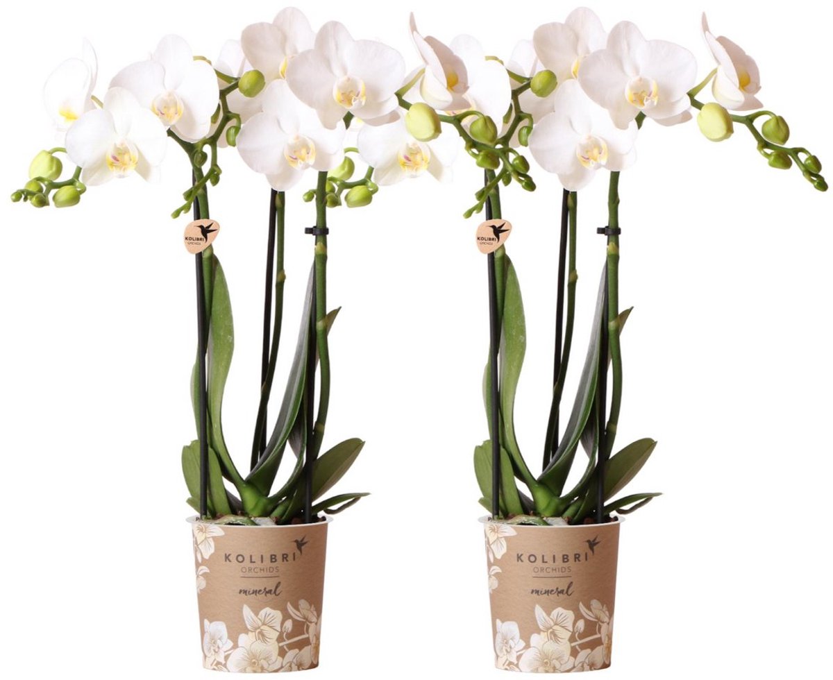 Bol.com Kolibri Orchids | COMBI DEAL van 2 witte Phalaenopsis orchideeën - Amabilis - potmaat Ø9cm | bloeiende kamerplant - vers... aanbieding