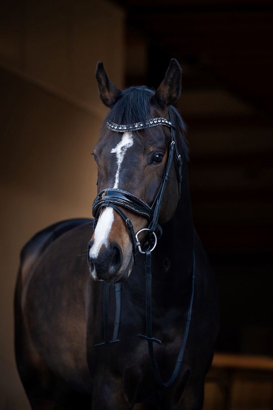 HB Hoofdstel It is So Special Zwart/Zilver - Cob | Rood | Hoofdstel paard HB Hoofdstel It is So Special Zwart/Zilver - Cob | Rood | Hoofdstel paard