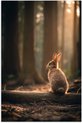 Lapin - Forêt - Rayons de soleil