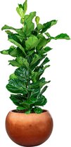 Ficus Lyrata in Metallic Globe Copper | Vioolbladplant / Tabaksplant