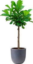 Ficus Lyrata op stam in Urban Smooth Egg Planter donkergrijs | Vioolbladplant / Tabaksplant