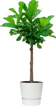 Ficus Lyrata op stam in Greenville wit | Vioolbladplant / Tabaksplant