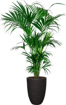 Kentia Howea in Nature Row Vase Elegant zwart | Palm