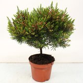 Bloem van Botanicly – Chamelaucium uncinatum Snowflake – Hoogte: 30 cm